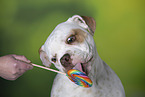 Bulldog-Mongrel