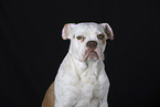 Bulldog-Mongrel