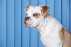 Bulldog-Mongrel