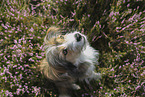 mongrel