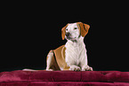 Jack-Russell-Terrier-Magyar-Vizsla