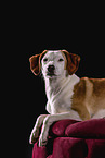 Jack-Russell-Terrier-Magyar-Vizsla