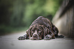Labrador-Retriever-German-wirehaired-Pointer