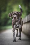 Labrador-Retriever-German-wirehaired-Pointer