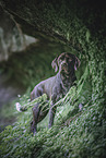 Labrador-Retriever-German-wirehaired-Pointer