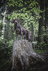 Labrador-Retriever-German-wirehaired-Pointer