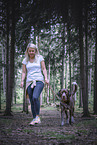 Labrador-Retriever-German-wirehaired-Pointer