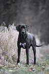Rhodesian-Ridgeback-Dalmatian