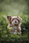mongrel
