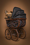 Dachshund-Jack-Russell-Terrier