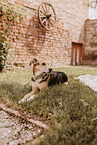 Shepherd-Mongrel
