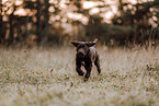 Deutsch-Kurzhaar-Labrador-Retriever