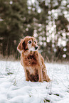 Golden-Retriever-Mongrel