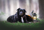 Australian-Shepherd-Border-Collie