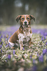 Jack-Russell-Terrier-Mongrel