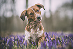 Jack-Russell-Terrier-Mongrel