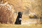 Labrador-Retriever-Schnauzer
