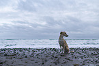 Podenco Andaluz-Mongrel