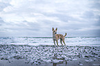 Podenco Andaluz-Mongrel