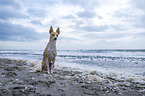 Podenco Andaluz-Mongrel