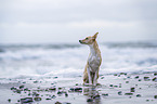 Podenco Andaluz-Mongrel