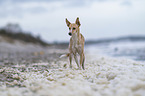 Podenco Andaluz-Mongrel