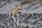 Podenco Andaluz-Mongrel