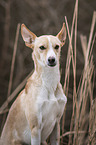 Podenco Andaluz-Mongrel