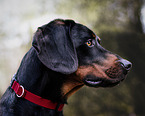 Hound-Weimaraner