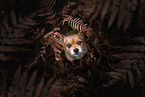 Jack-Russell-Terrier-Mongrel