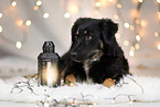 female Shepherd-Mongrel
