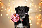 female Shepherd-Mongrel