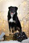 female Shepherd-Mongrel