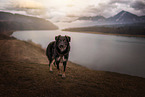 female Shepherd-Mongrel