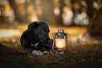 Bernese-Mountain-Dog-Labrador-Retriever