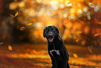 Bernese-Mountain-Dog-Labrador-Retriever