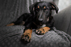 Shepherd-Mongrel Puppy