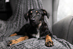 Shepherd-Mongrel Puppy