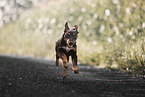 Shepherd-Mongrel Puppy