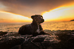 Shepherd-Mongrel Puppy
