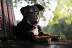 young Shepherd-Mongrel
