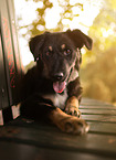 young Shepherd-Mongrel