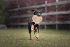 young Shepherd-Mongrel