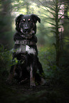 young Shepherd-Mongrel
