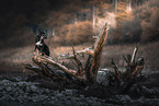 female Shepherd-Mongrel