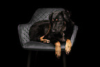 female Shepherd-Mongrel