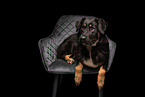 female Shepherd-Mongrel