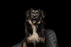 female Shepherd-Mongrel