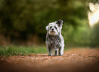 mongrel