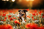 Border-Collie-Mongrel